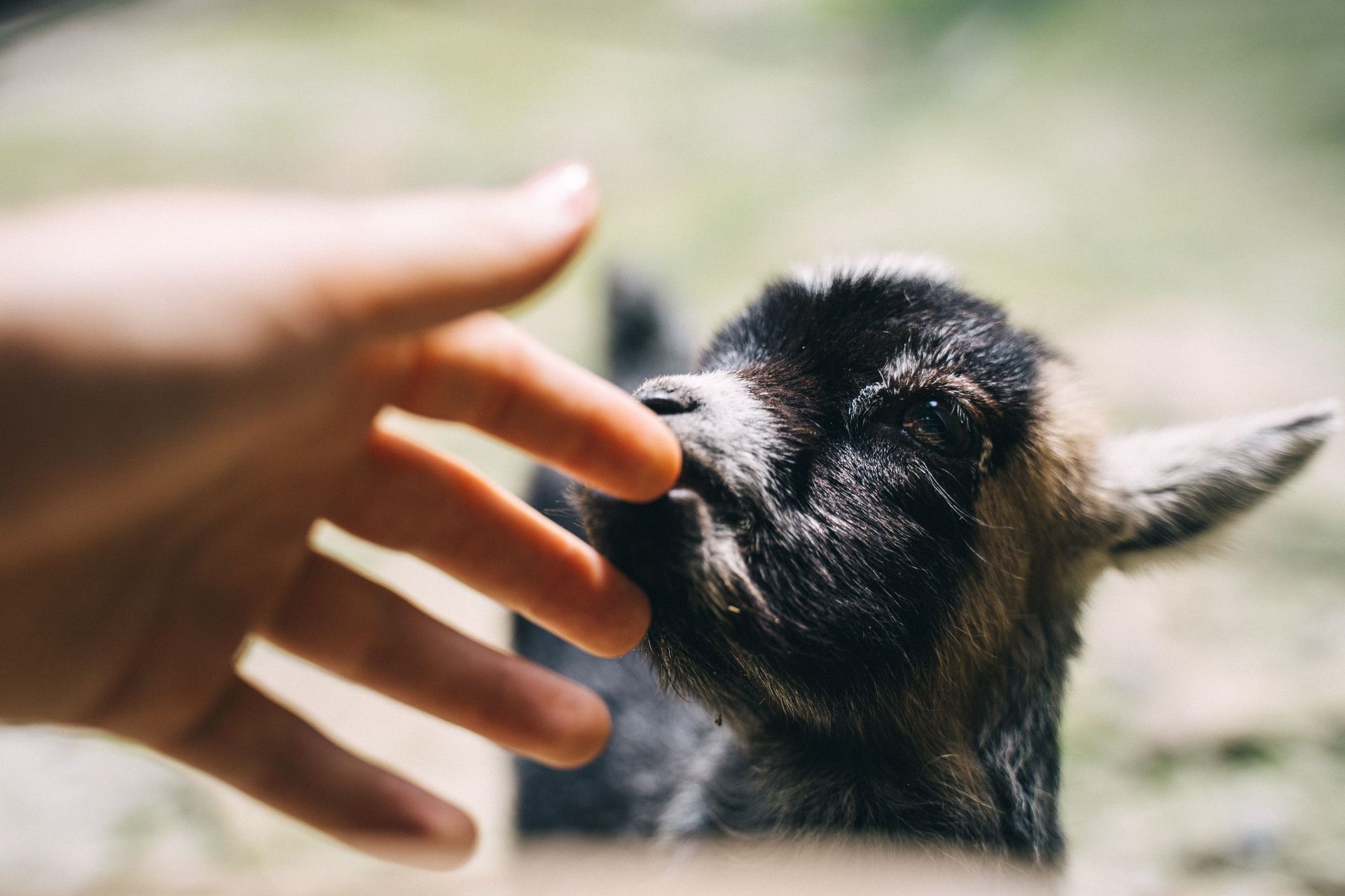 Close-up of a hand interacting with a young goat outdoors in warm daylight.